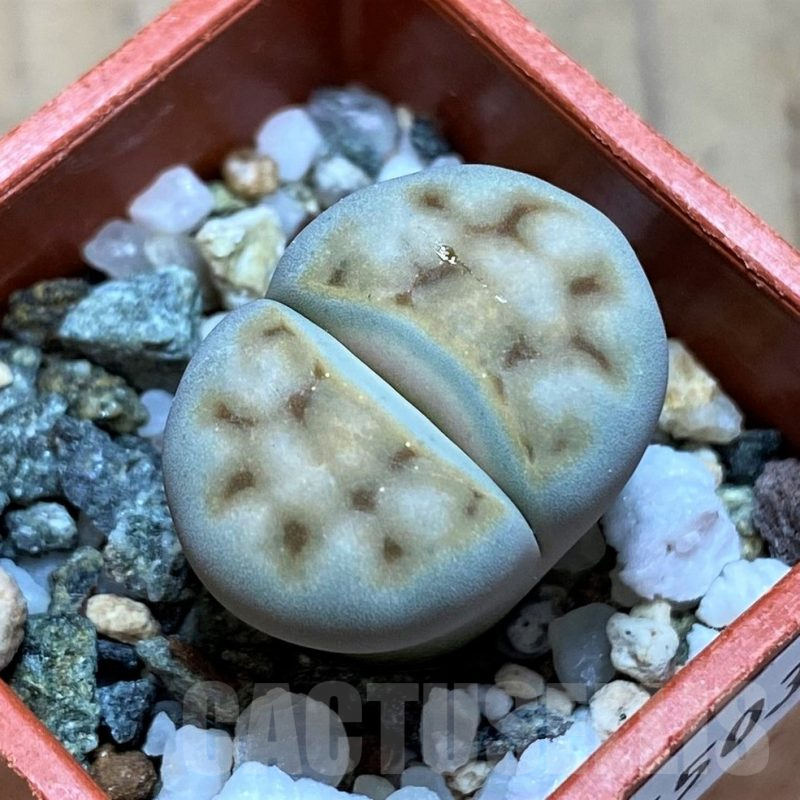 SH16503 Lithops karasmontana v. eberlanzii