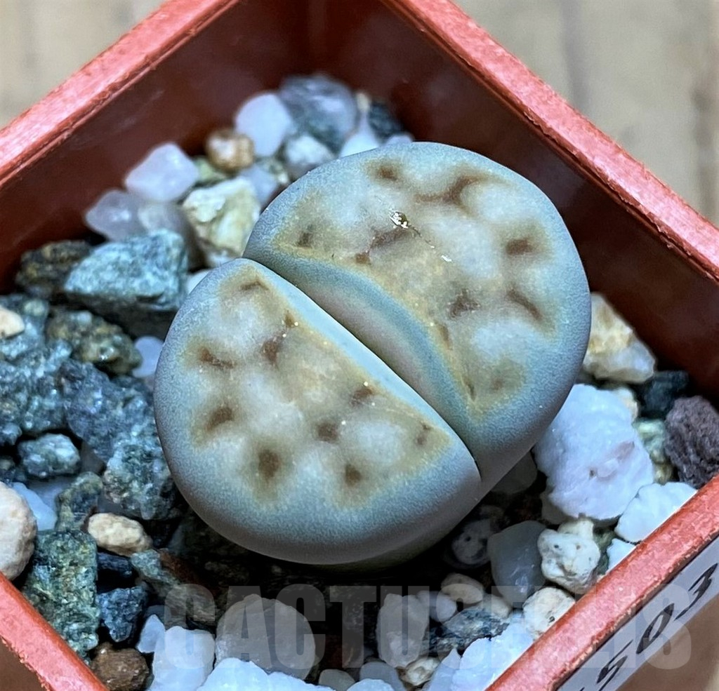 SH16503 Lithops karasmontana v. eberlanzii