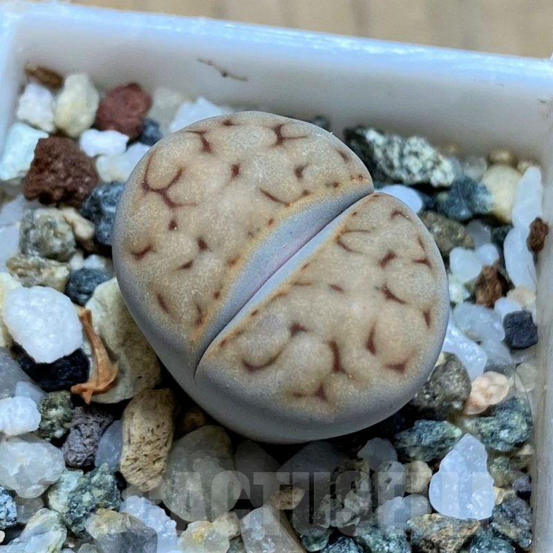 SH16504 Lithops karasmontana v. eberlanzii