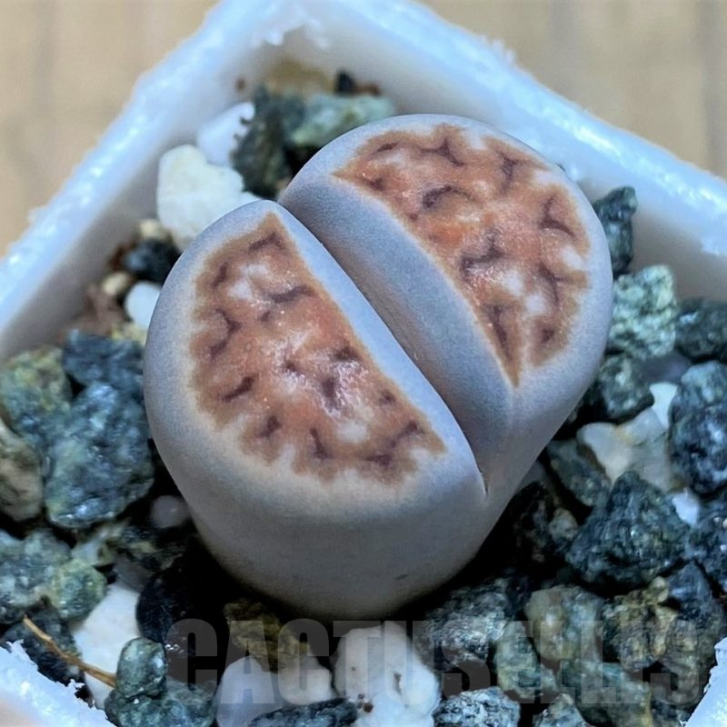 SH16506 Lithops karasmontana -W. Grünau-