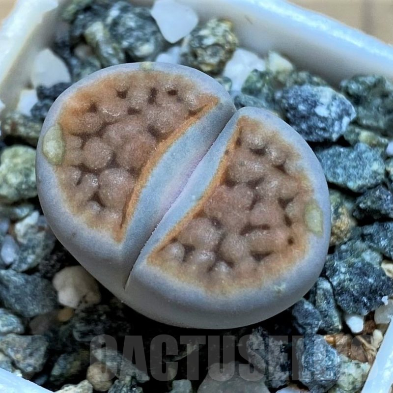SH16509 Lithops karasmontana -W. Grünau-