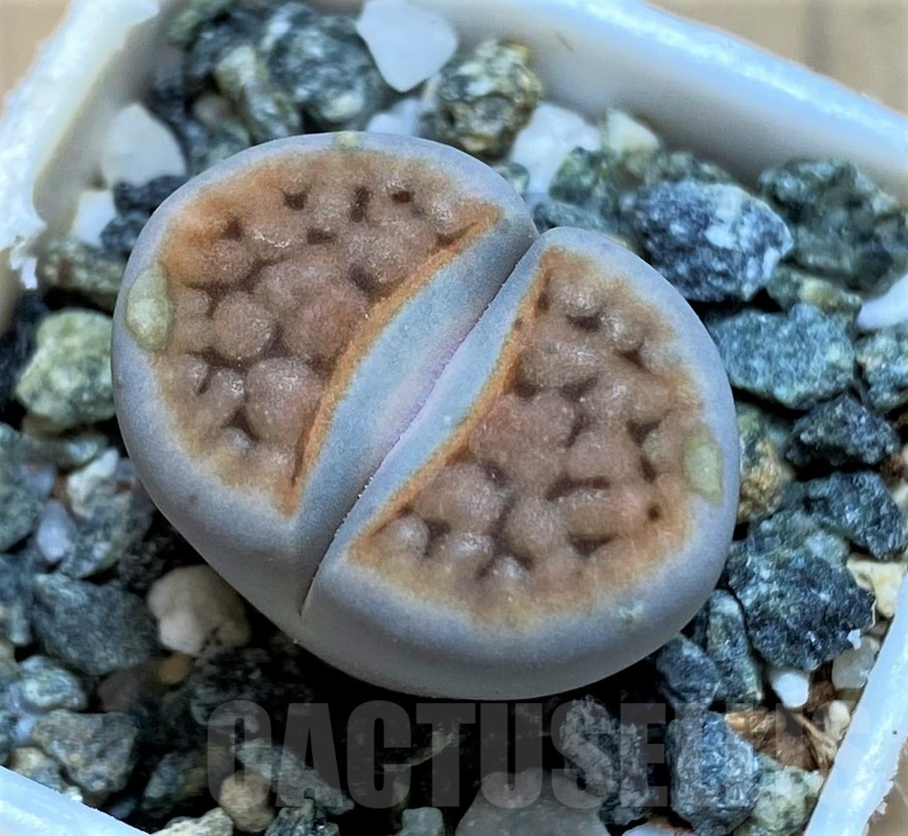 SH16509 Lithops karasmontana -W. Grünau-