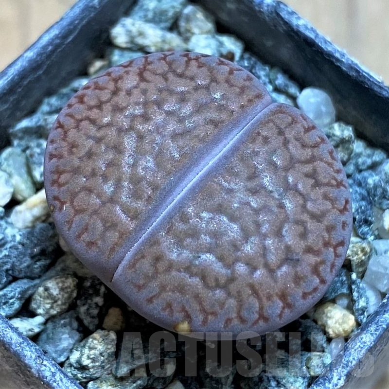SH16510 Lithops hookeri C053