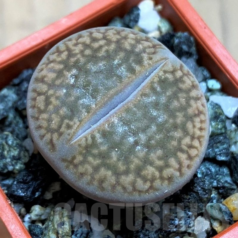 SH16511 Lithops hookeri C053