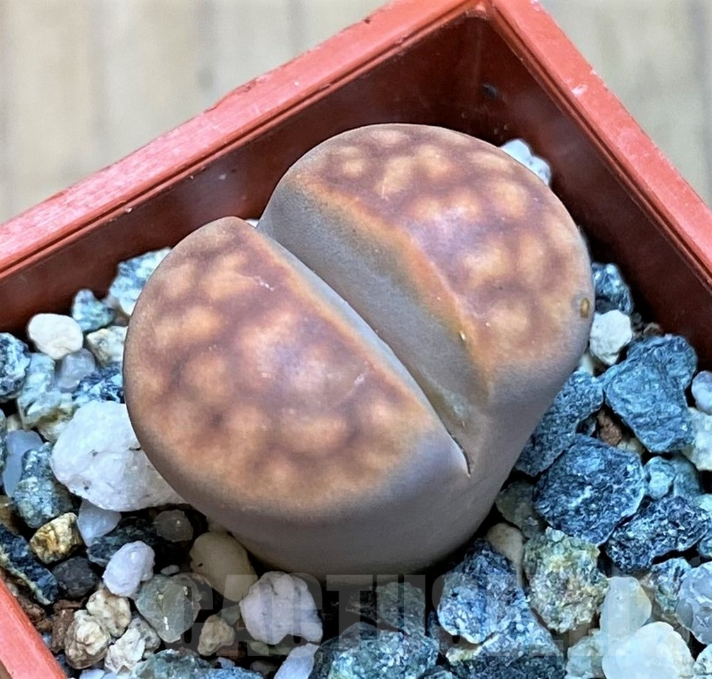 SH16512 Lithops karasmontana 'Smokey Peach'