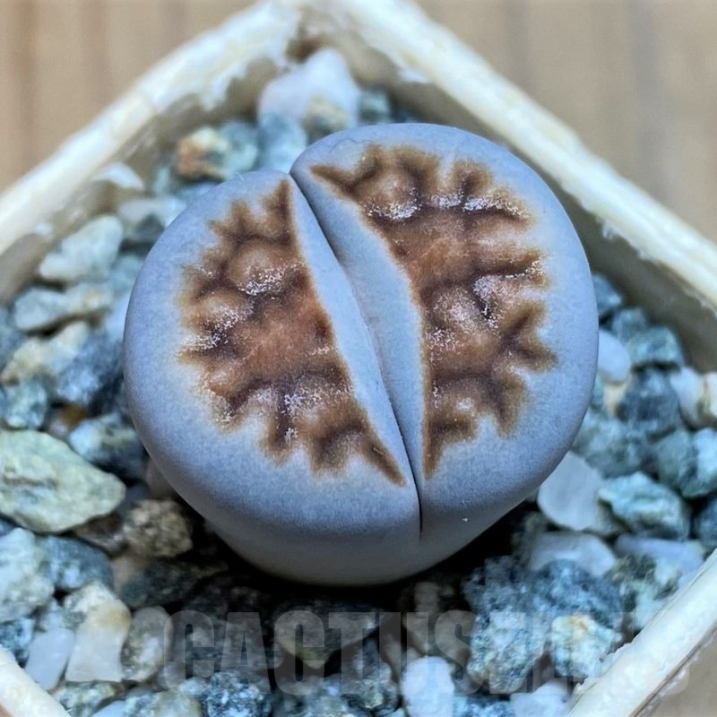 SH16508 Lithops karasmontana -W. Grünau-