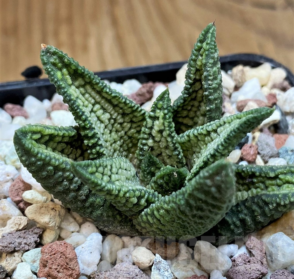 SH16582 Haworthia ‘Marble Queen’ - immagine 2