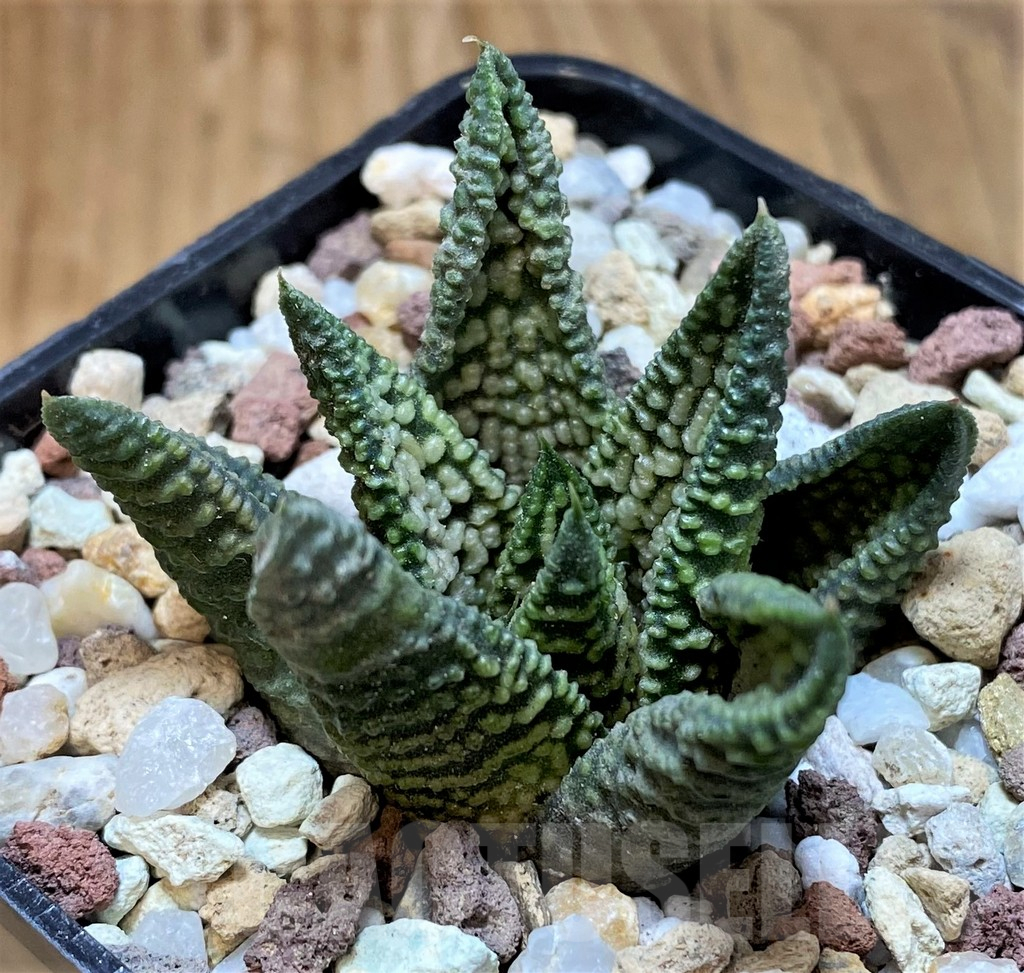 SH16583 Haworthia ‘Marble Queen’ - immagine 2