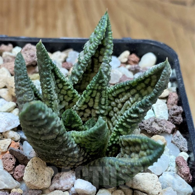 SH16583 Haworthia ‘Marble Queen’