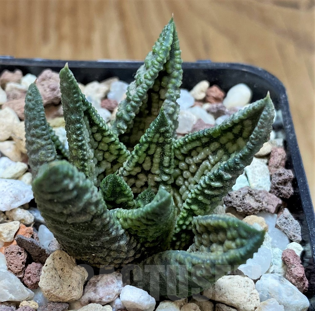 SH16583 Haworthia ‘Marble Queen’