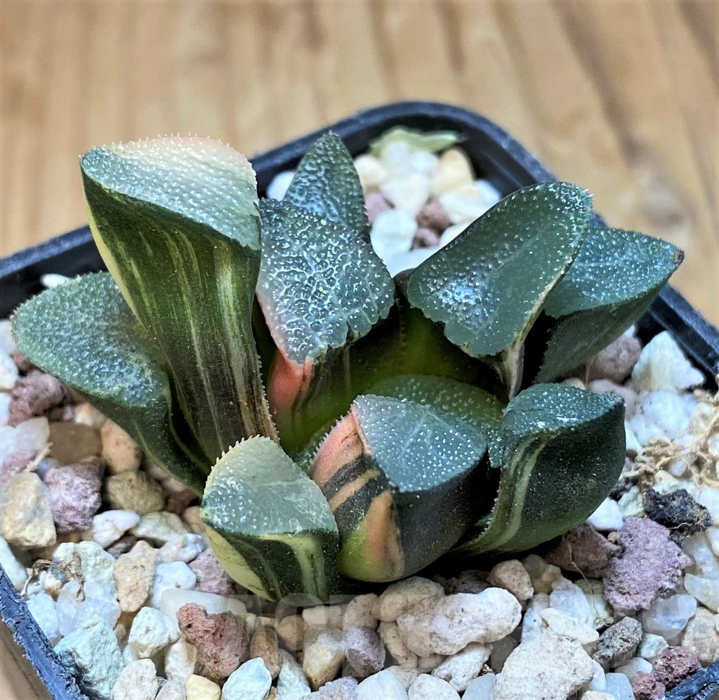 SH16584 Haworthia bayeri f. variegata - immagine 2