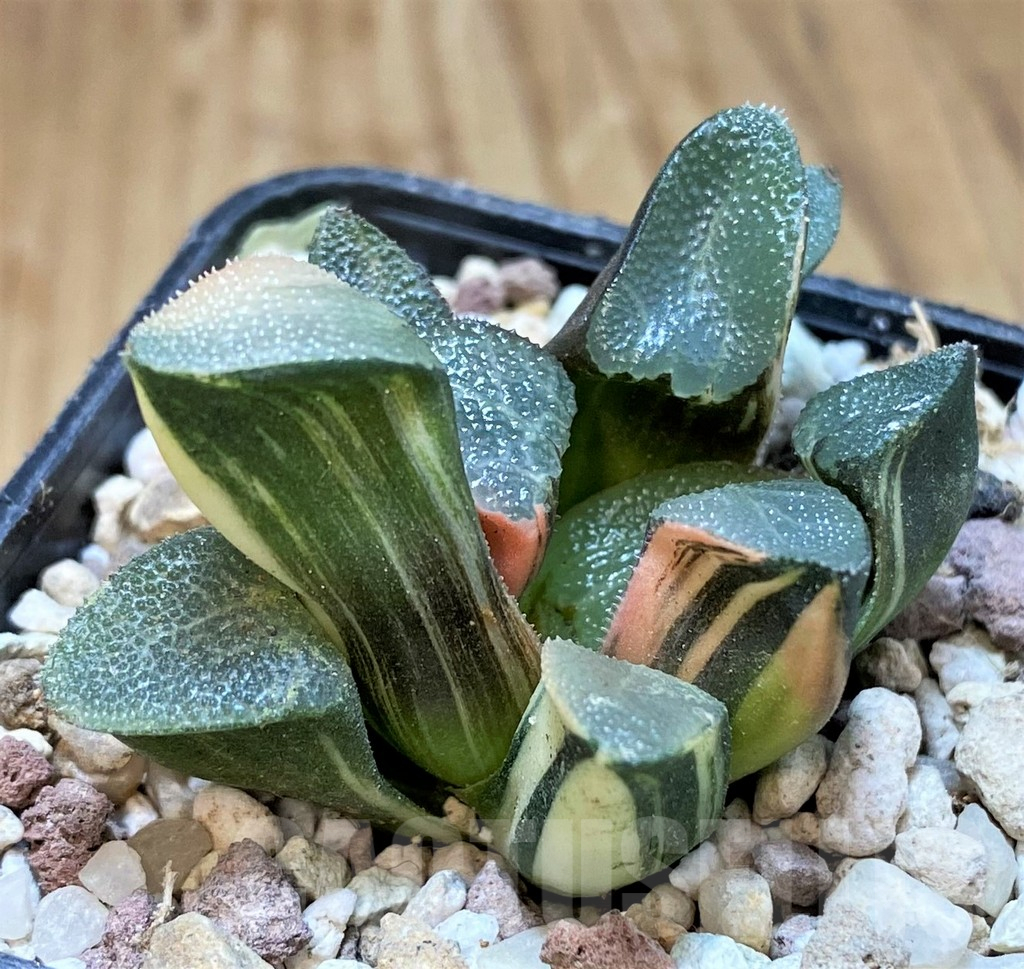 SH16584 Haworthia bayeri f. variegata