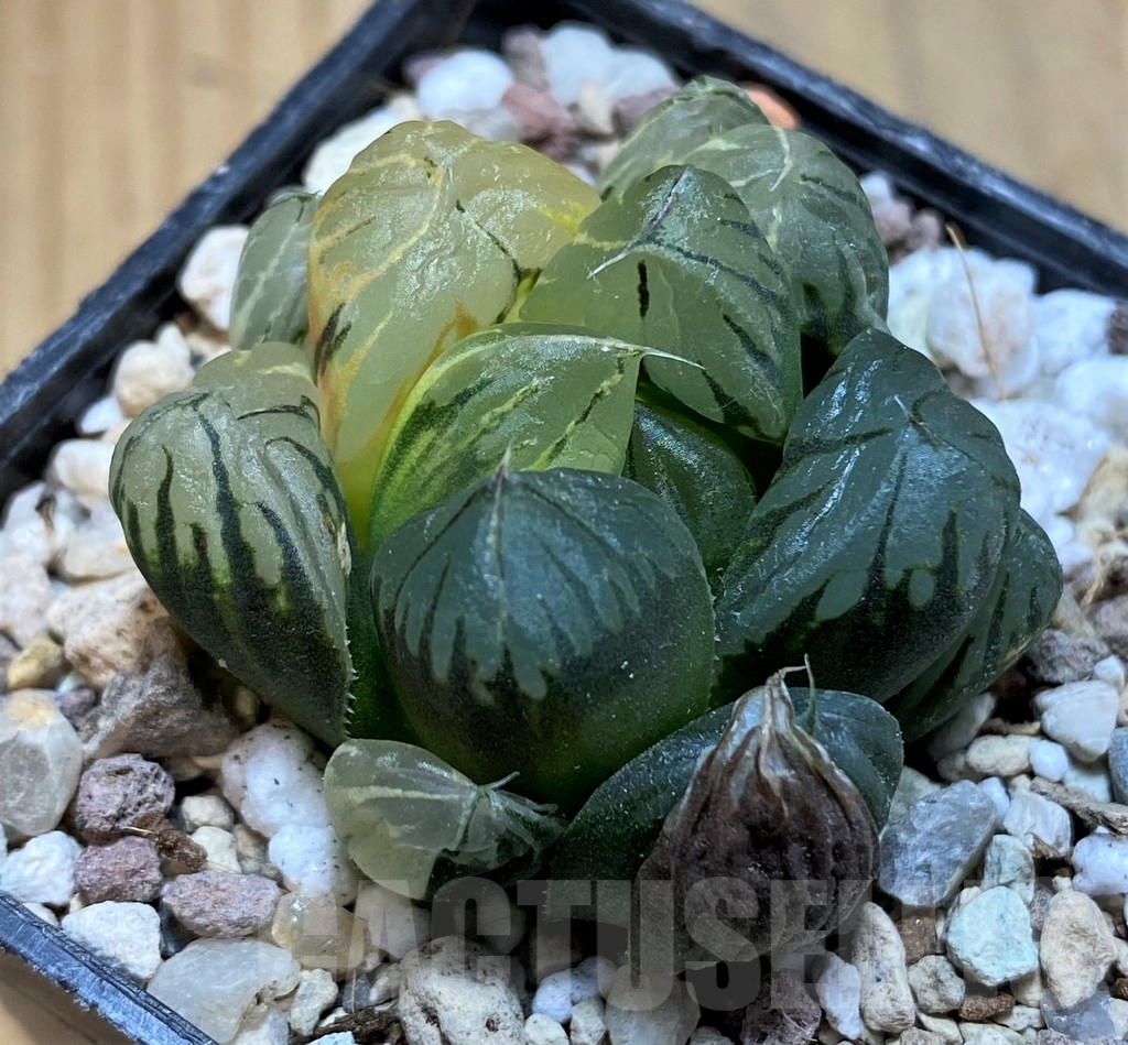 SH16586 Haworthia obtusa 'Black' f. variegata - Image 2