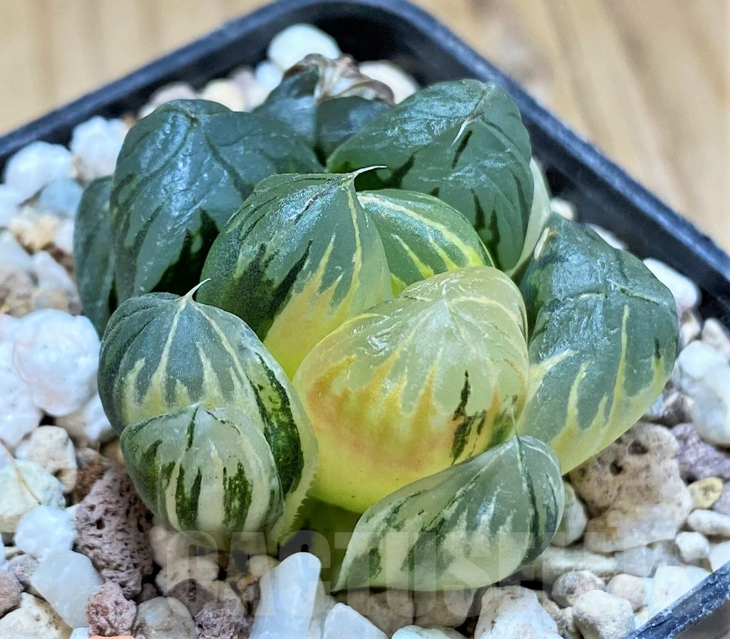 SH16586 Haworthia obtusa 'Black' f. variegata