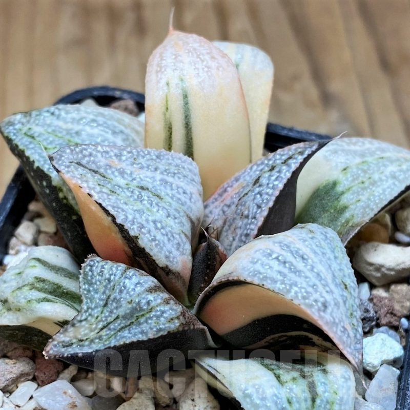 SH16587 Haworthia splendens f. variegata