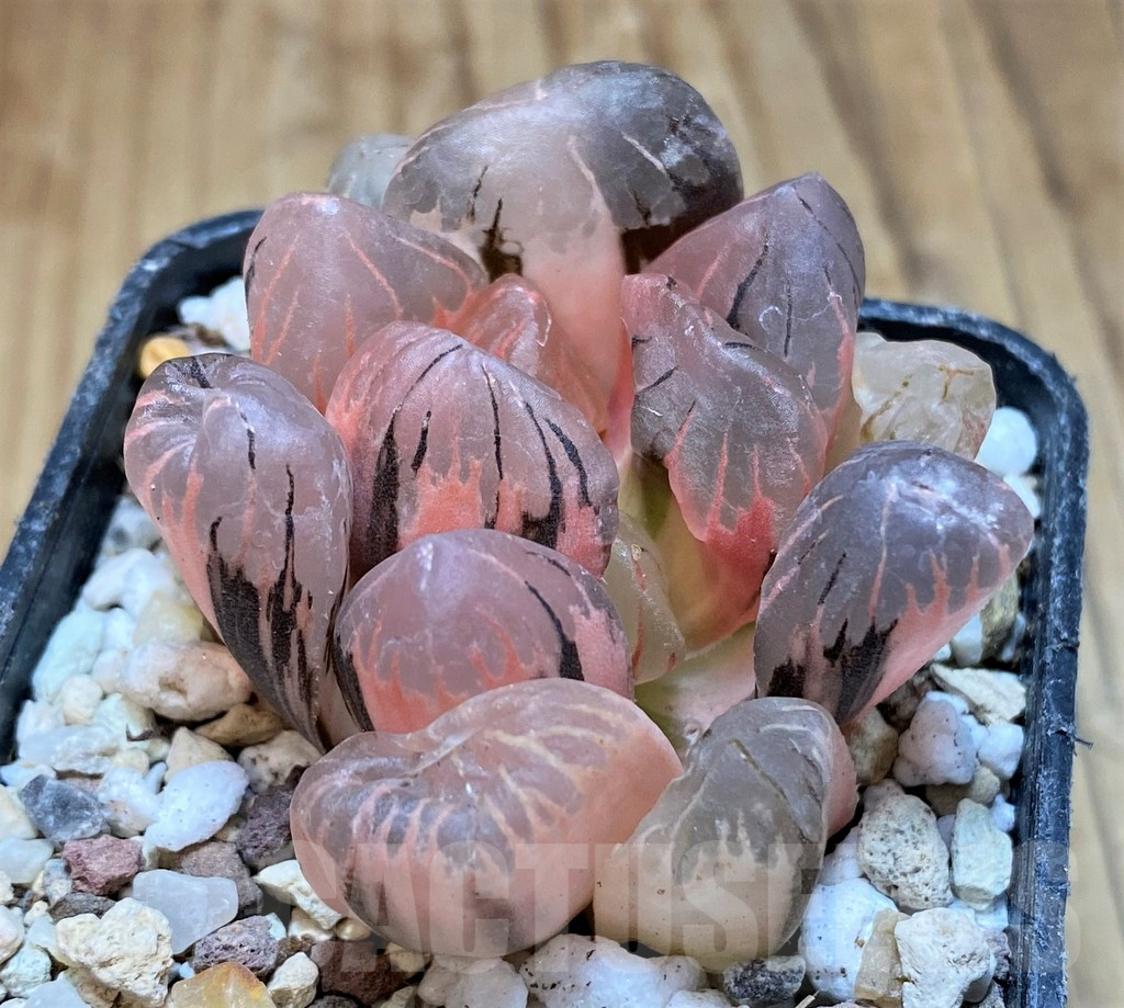 SH16588 Haworthia obtusa 'Black' f. variegata - Image 2