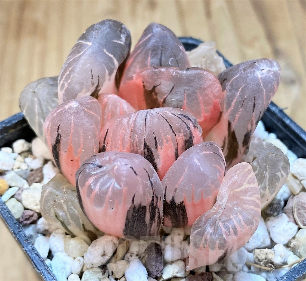 SH16588 Haworthia obtusa 'Black' f. variegata