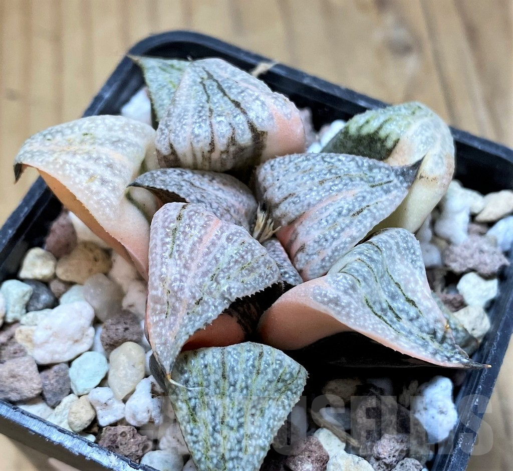 SH16589 Haworthia splendens f. variegata - Image 2
