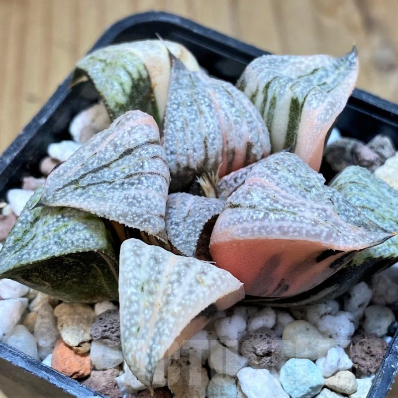 SH16589 Haworthia splendens f. variegata