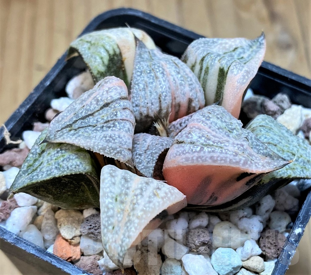 SH16589 Haworthia splendens f. variegata