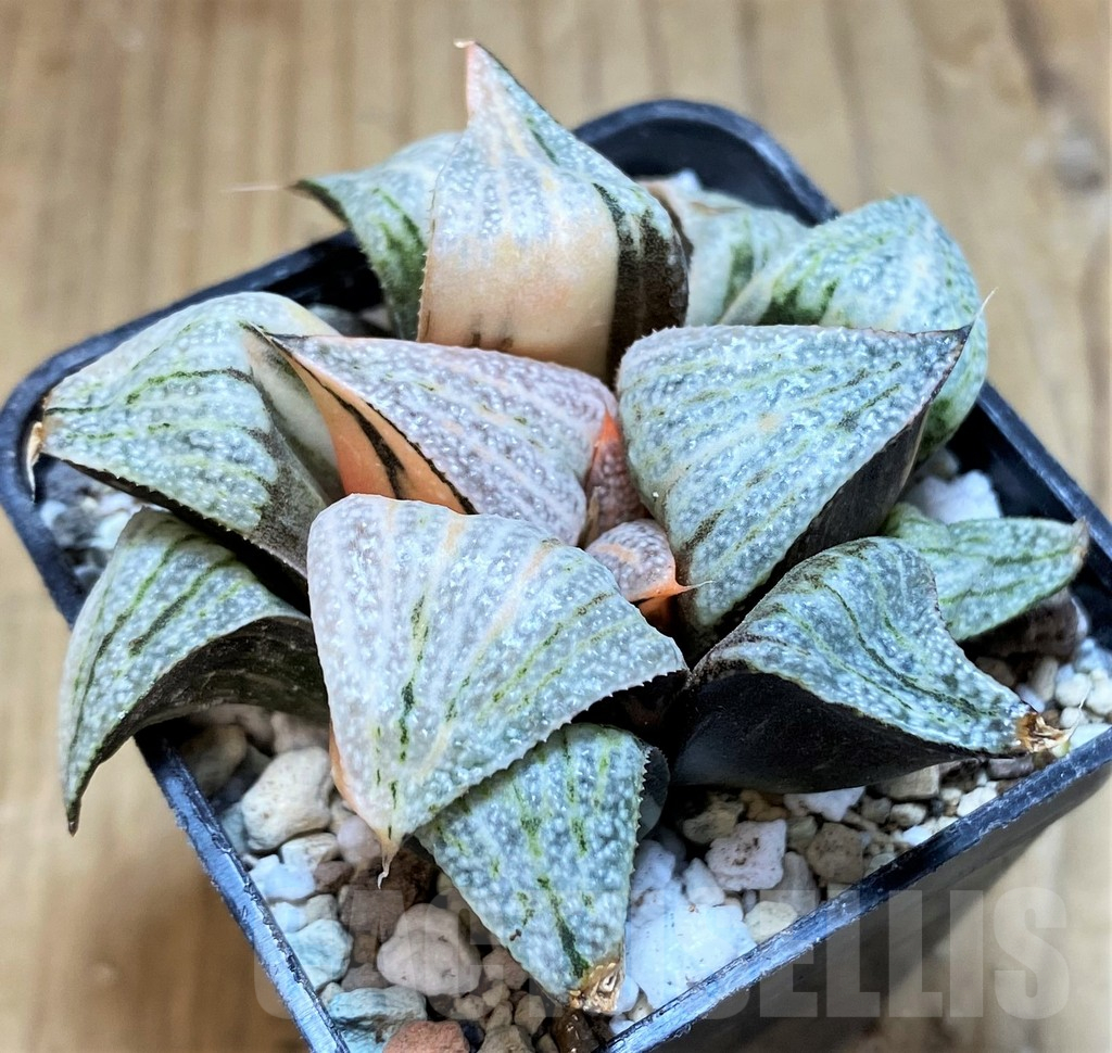 SH16590 Haworthia splendens f. variegata