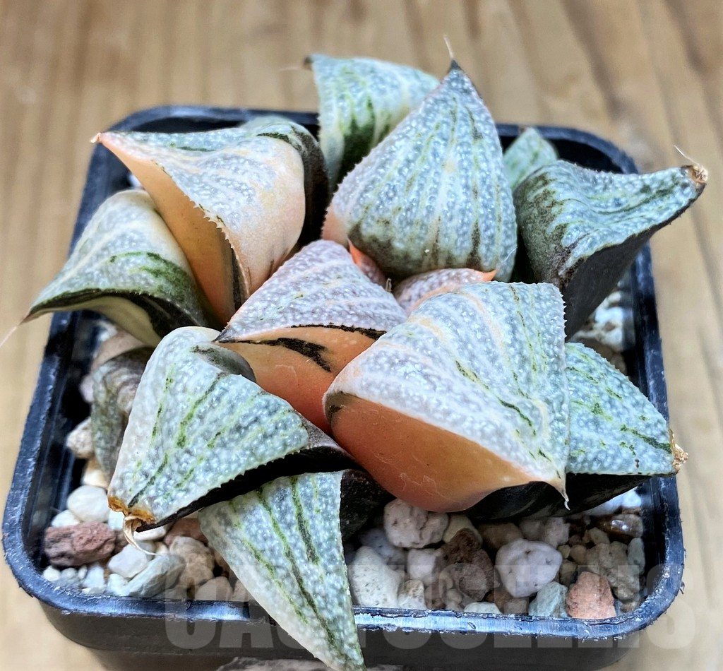 SH16590 Haworthia splendens f. variegata - Image 2
