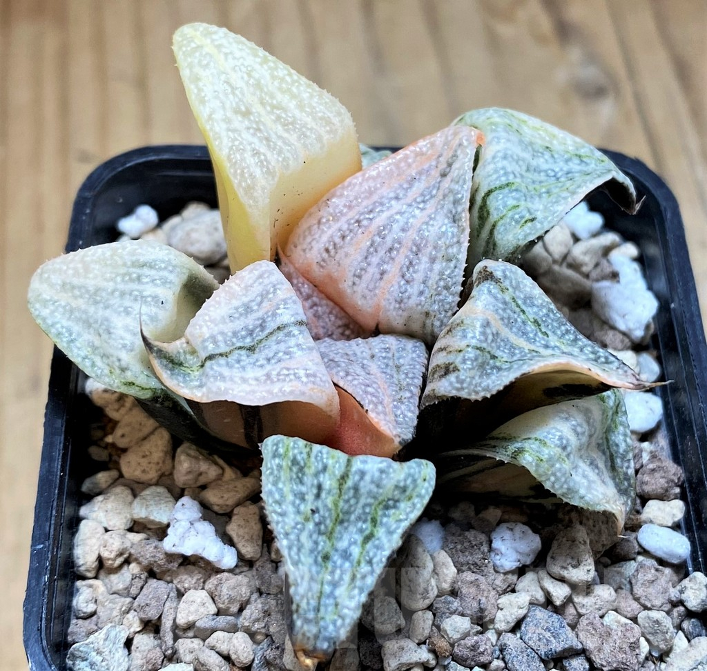 SH16591 Haworthia splendens f. variegata - Image 2