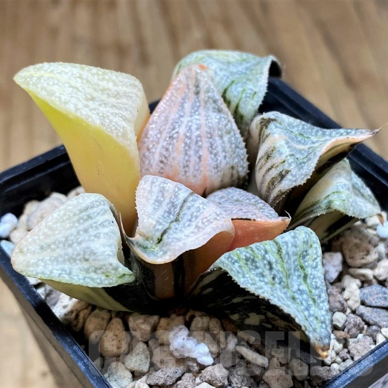 SH16591 Haworthia splendens f. variegata