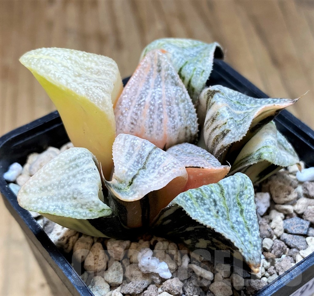 SH16591 Haworthia splendens f. variegata