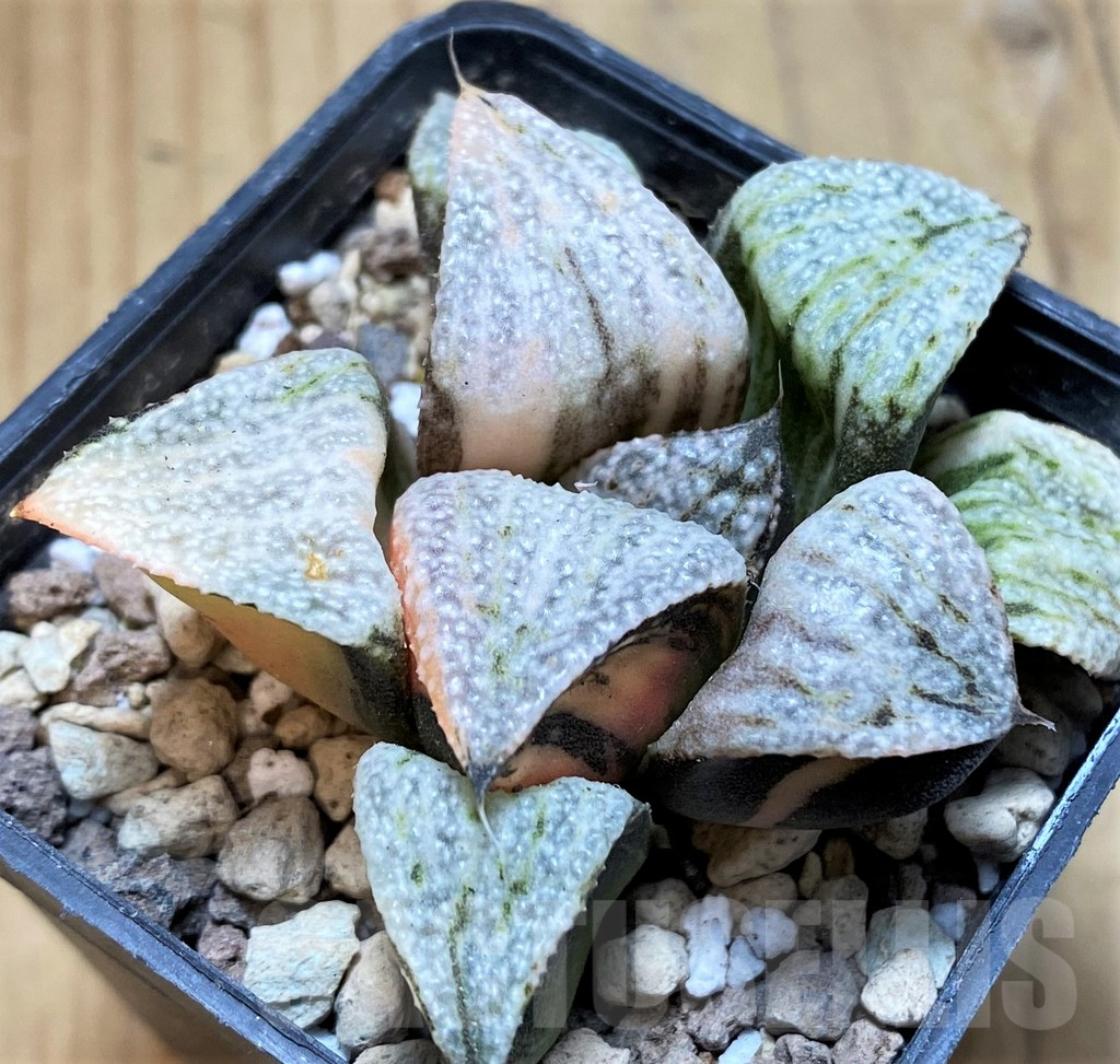SH16592 Haworthia splendens f. variegata - Image 2