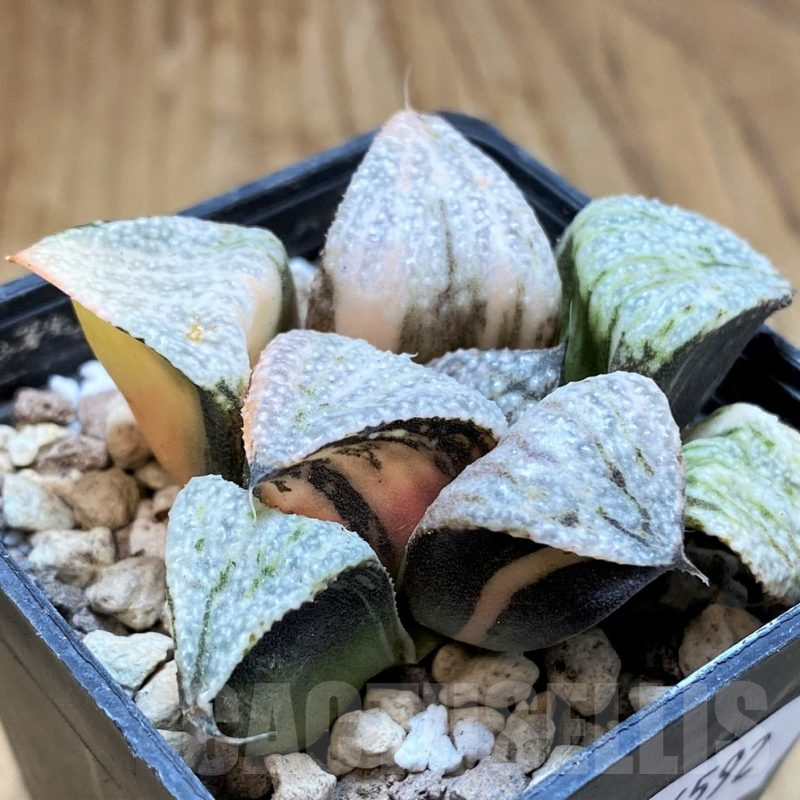 SH16592 Haworthia splendens f. variegata