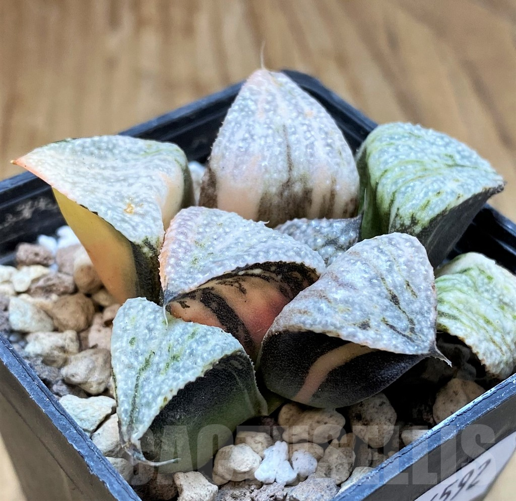 SH16592 Haworthia splendens f. variegata