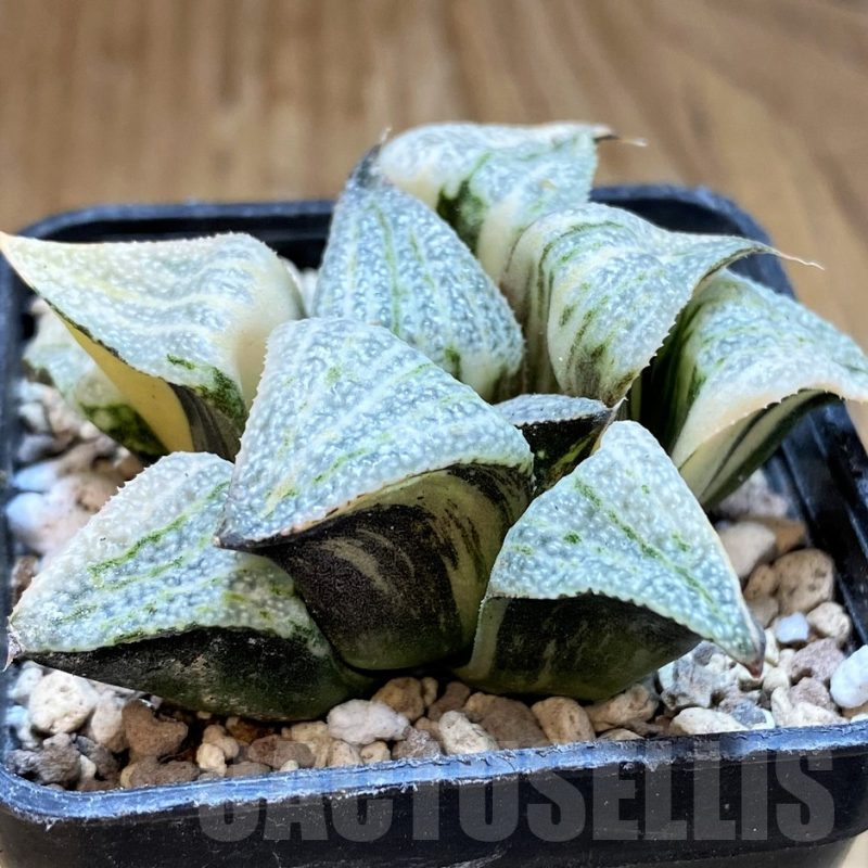 SH16593 Haworthia splendens f. variegata