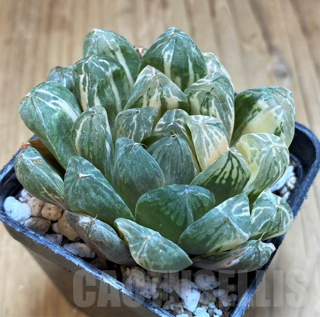 SH16594 Haworthia obtusa f. variegata - Image 2