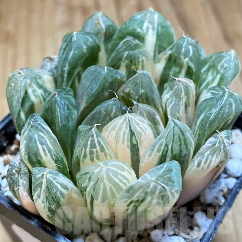 SH16594 Haworthia obtusa f. variegata