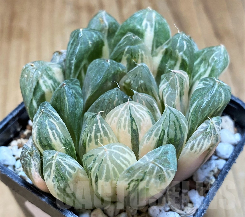 SH16594 Haworthia obtusa f. variegata