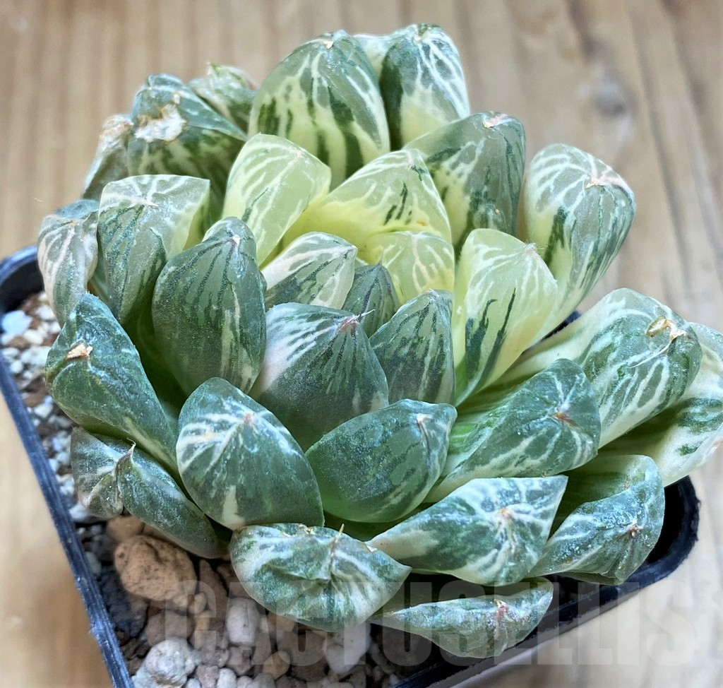 SH16595 Haworthia obtusa f. variegata - Image 2