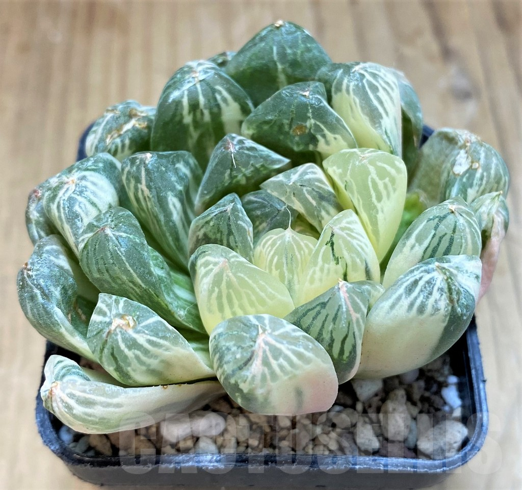 SH16595 Haworthia obtusa f. variegata