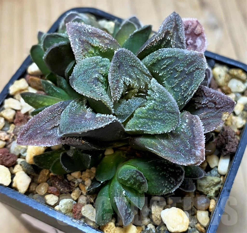 SH16596 Haworthia pygmaea 'Tiger' not variegata