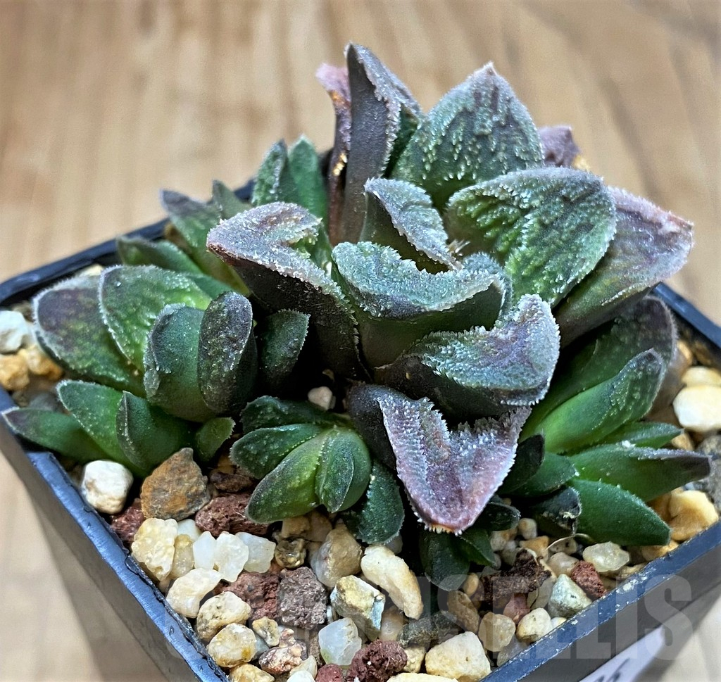 SH16596 Haworthia pygmaea 'Tiger' not variegata - Image 2