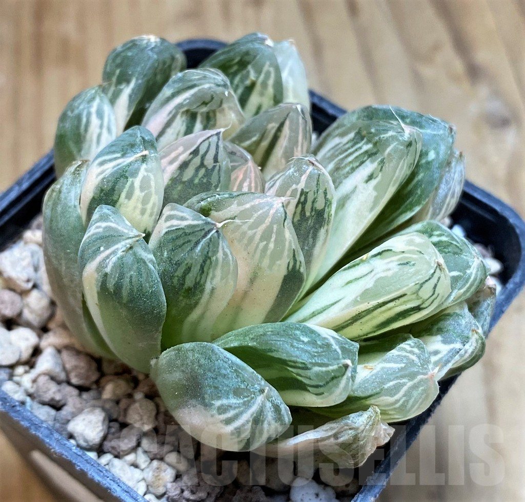 SH16600 Haworthia obtusa f. variegata - Image 2