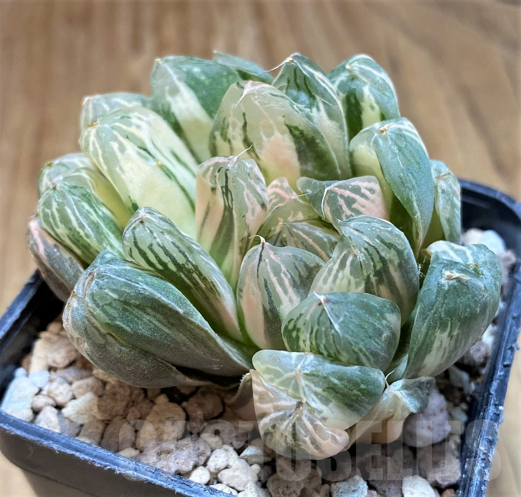 SH16600 Haworthia obtusa f. variegata
