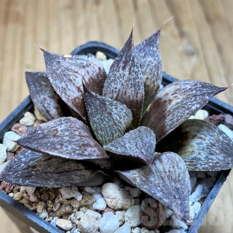 SH16602 Haworthia splendens hybrid