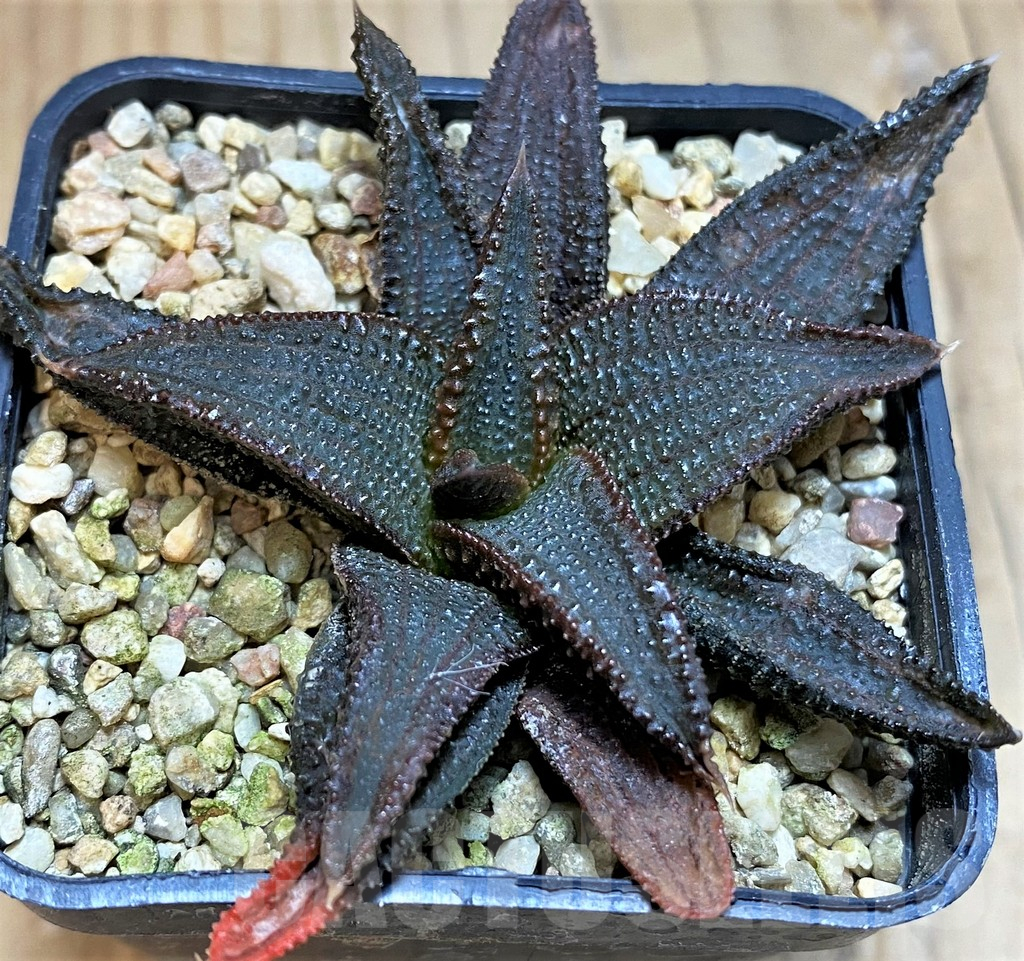 SH16604 Haworthia koelmaniorum - Image 2