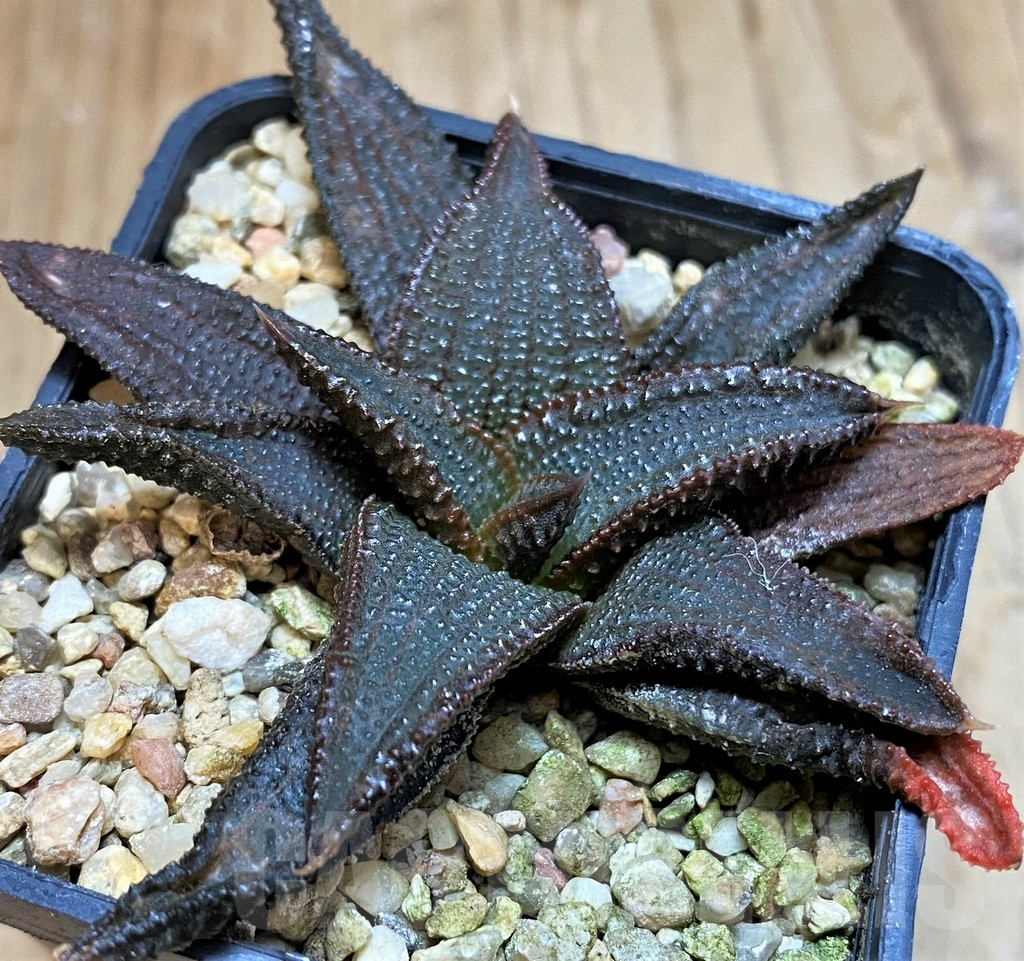 SH16604 Haworthia koelmaniorum