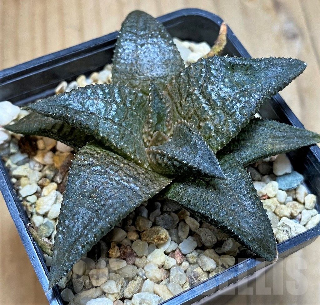 SH16606 Haworthia koelmaniorum 'Dragon King'