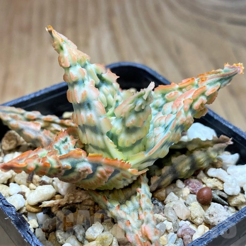 SH16554 Aloe TCT hybrid