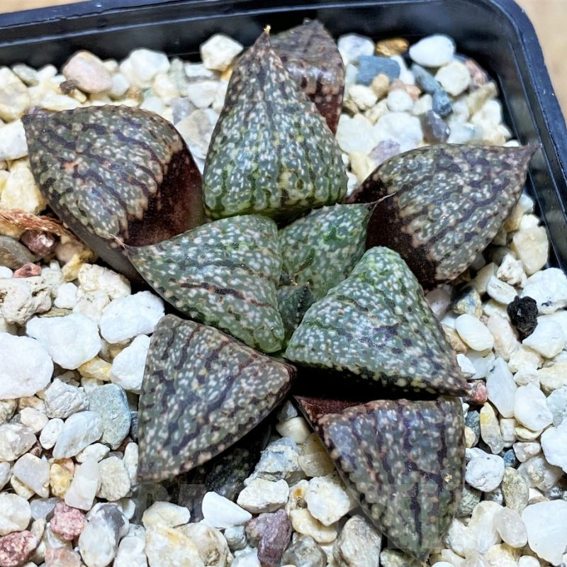 SH16607 Haworthia picta -Japan-