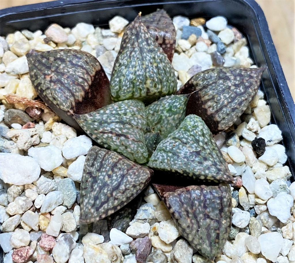 SH16607 Haworthia picta -Japan-
