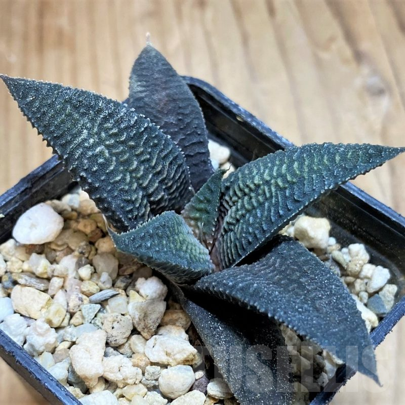 SH16609 Haworthia limifolia v. striata x koelmaniorum